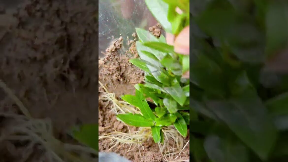 Your front yard becomes more vibrant with small red IXORAS and super easy propagation