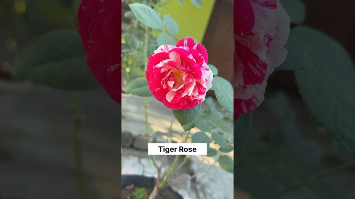 Tiger Rose Flower Plans | Aabra Ka Daabra Podha|#tigerrose#shots #flowers
