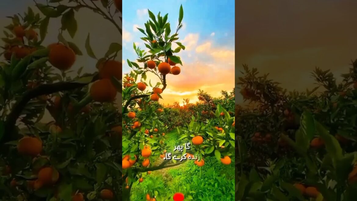 Beautiful Red Blood Orange Fruit #fruit #fruitplant #tahiriplant125 #fruittree