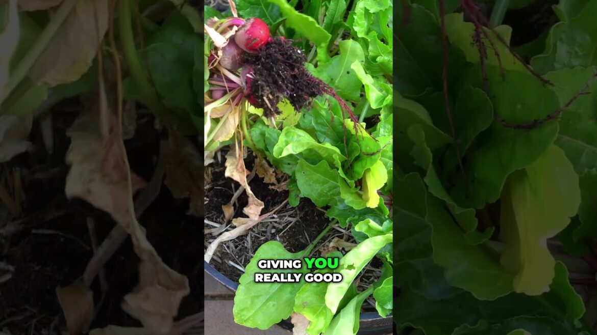 Plant Beets Now for a Winter Harvest (Containers OK) #shorts