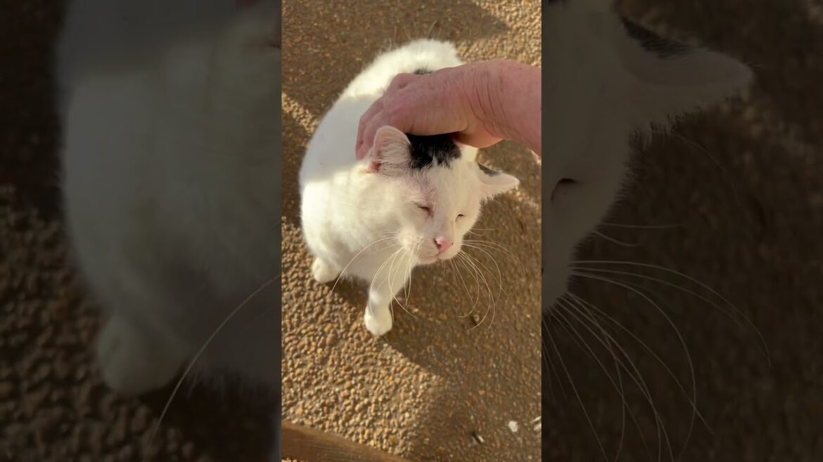 Doesn’t he look like Yoda?? #fatcat #latebloomer