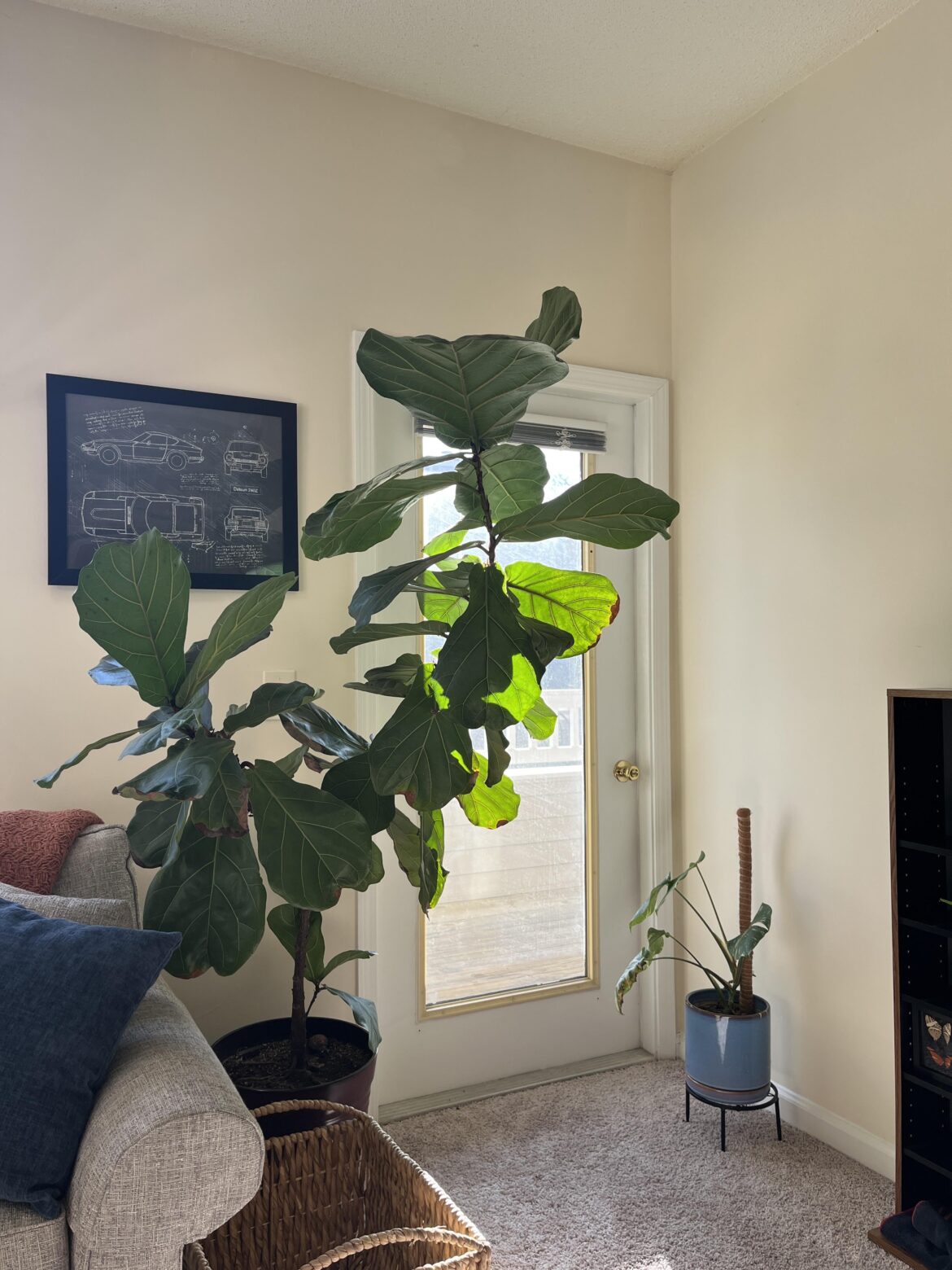 Love my fiddle leaf