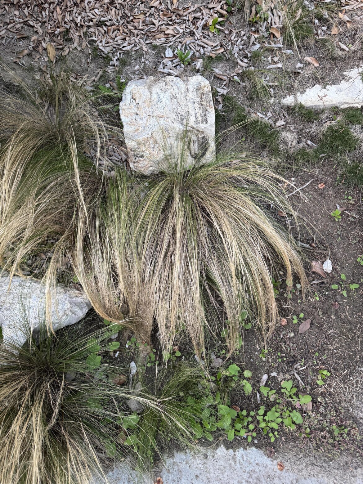 What is this yellow/green grass? A weed? Socal, California