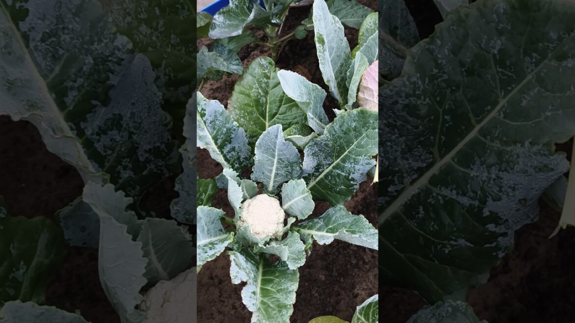 Magical Winter Terrace Garden Adventure! #gardening #trending #garden #farming #winter #hype