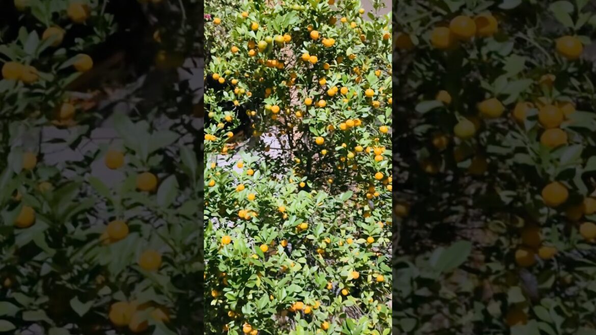 Kay per hai ji  Malta ka plans hai #prakash #funny #bhojpurimusic