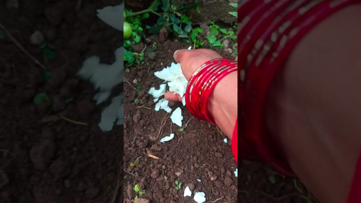 🌱…#trending #gardening #youtube#shorts# plants 🌱...#trending #gardening #youtube#shorts# plants