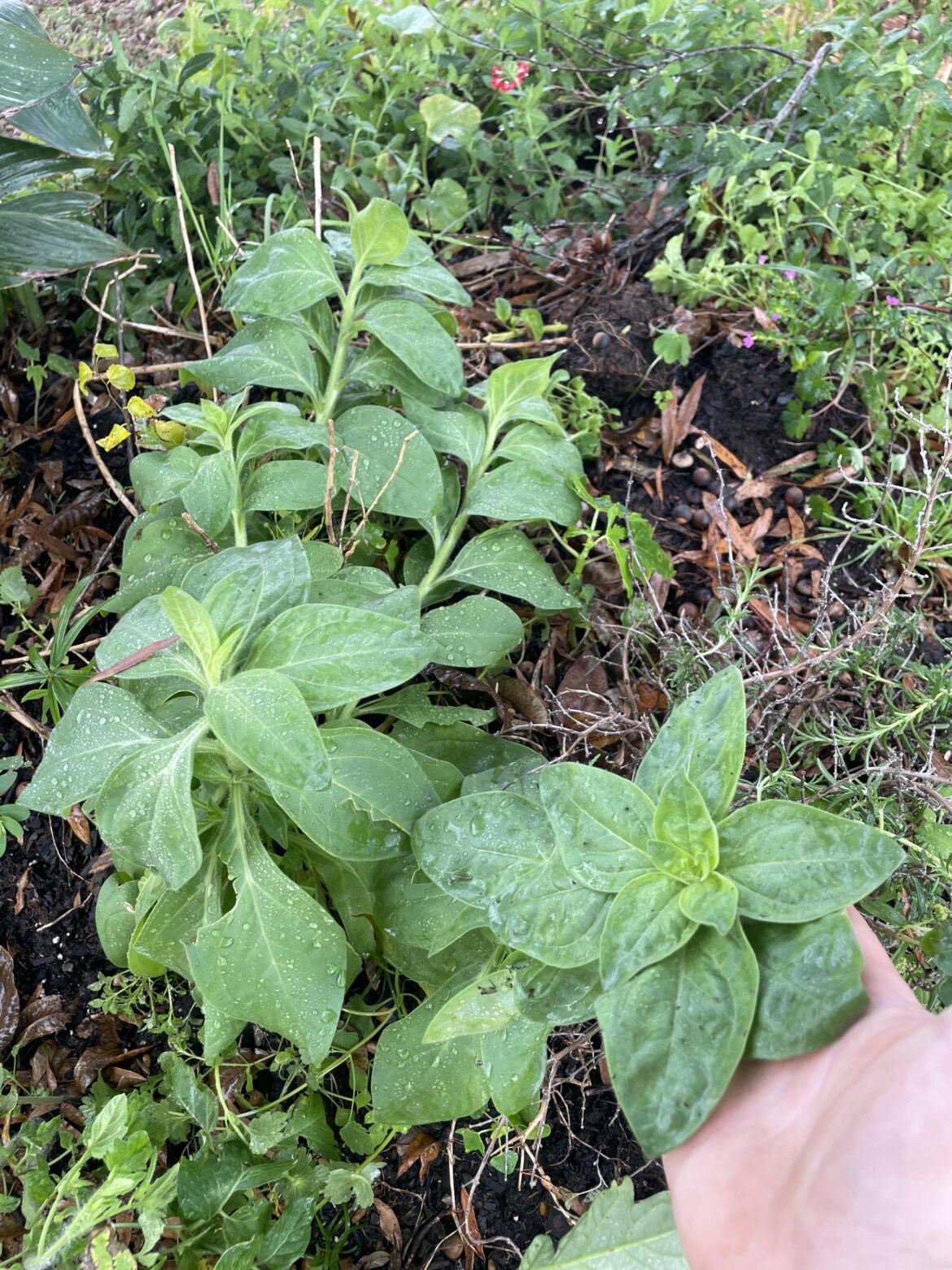 Uniquely Sized Petunia
