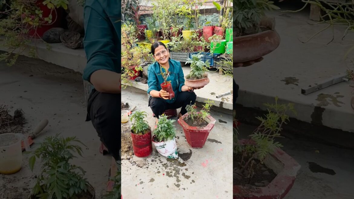 Plants repotting #shorts #plants #repotting #youtubeshorts #enjoy #life #shortvideo