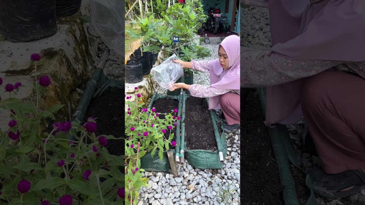 Cara praktis olah media tanam ??? #berkebun #gardening #youtubeshorts