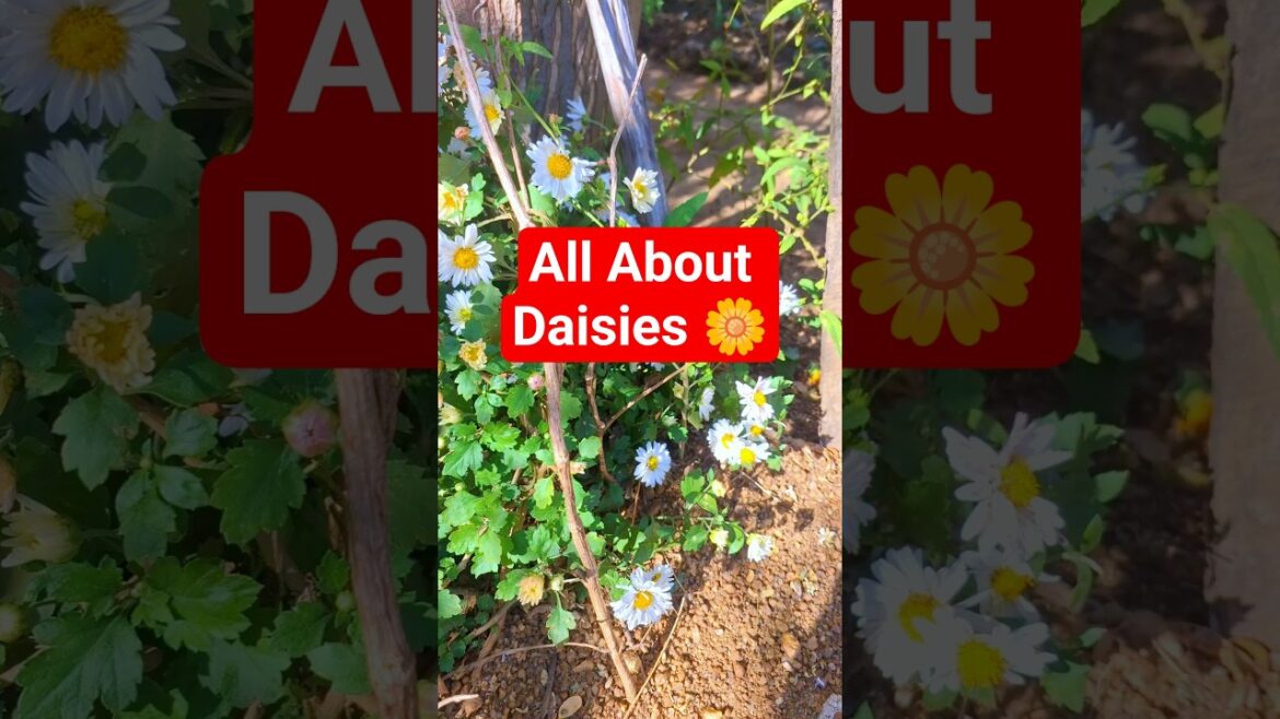गुलबहार: Names, Soil, Bloom Time. #shorts #daisy गुलबहार: Names, Soil, Bloom Time. #shorts #daisy