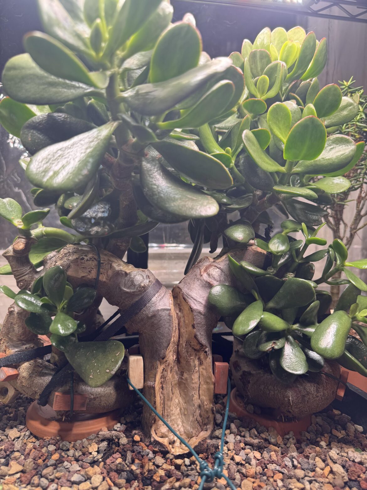 My Big Jade in training.