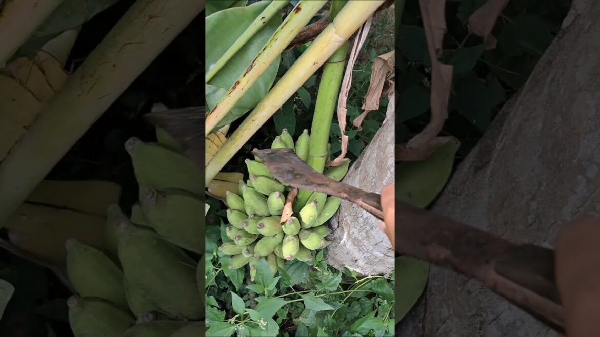 murinchu vizhunthuduchu #trending #shortsviral #shortvideo #shorts  #gardening