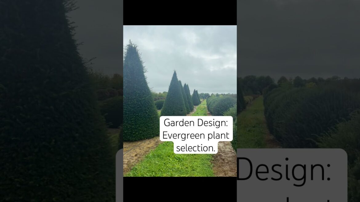 Garden Design: Evergreen plant selection. Garden Design: Evergreen plant selection.