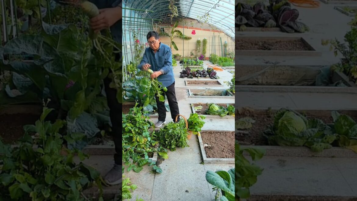 Red radish and coriander leaves #shorts #youtubeshorts #shortsfeed