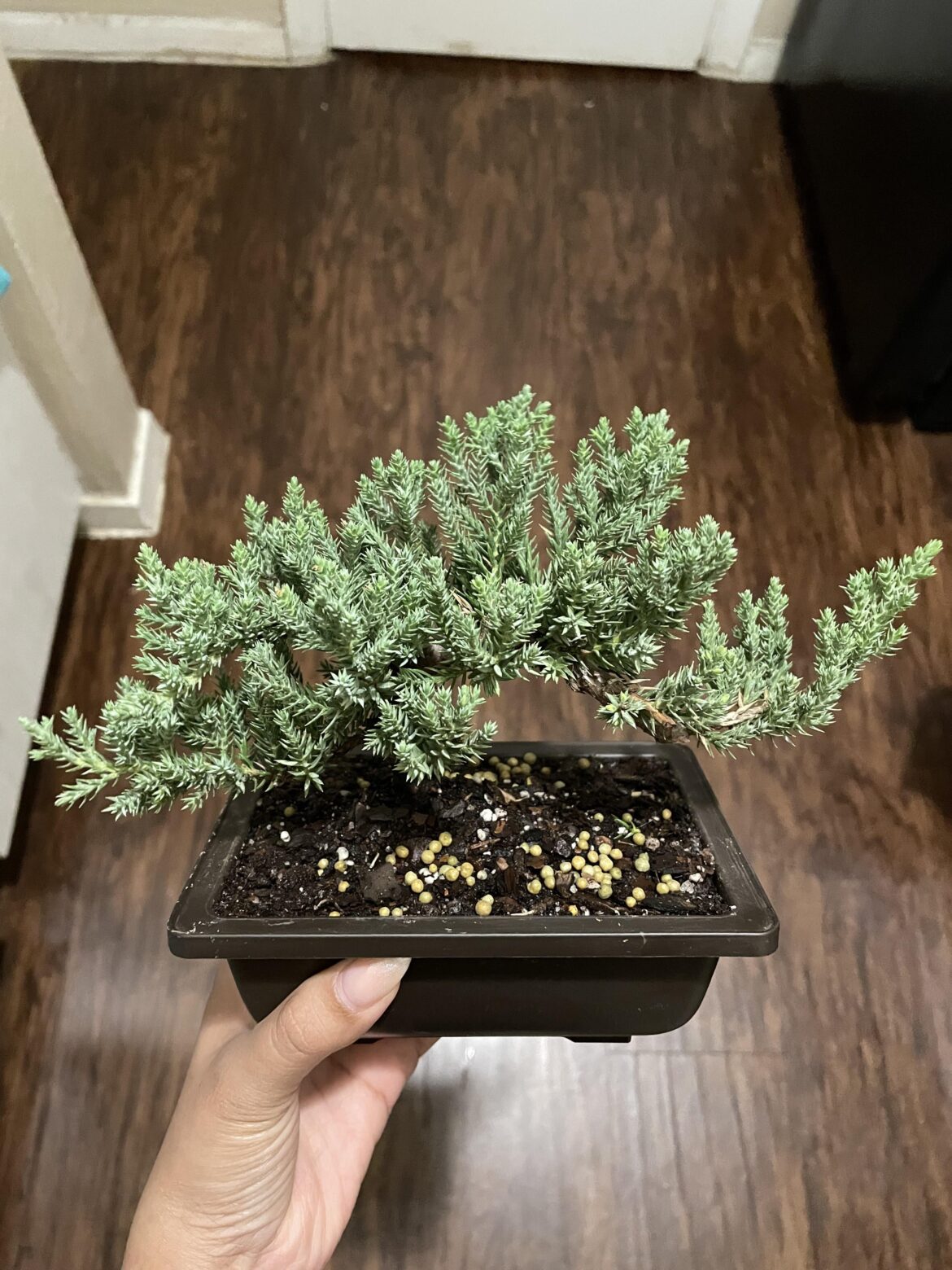 First bonsai!