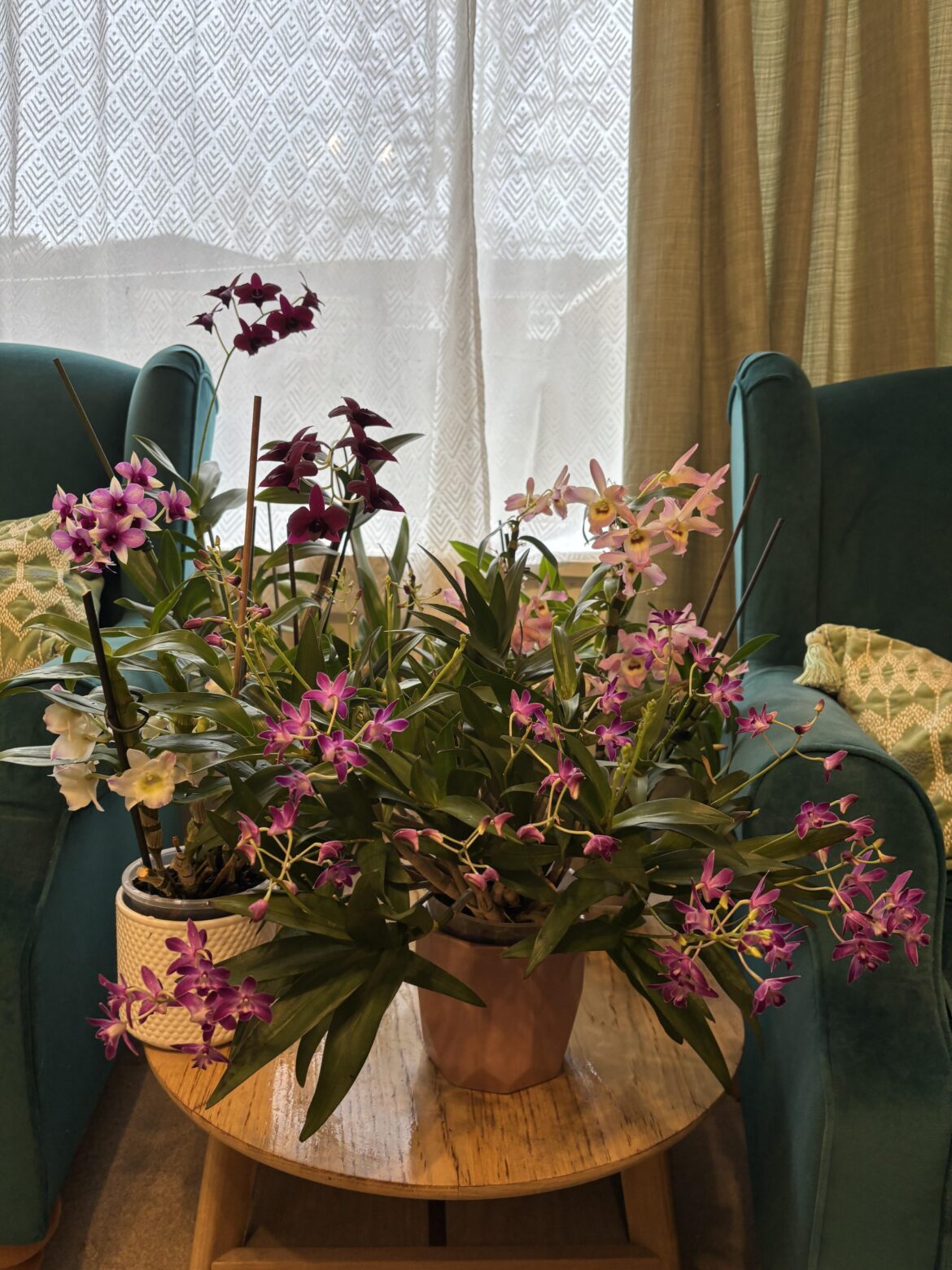 5 Dendrobium orchids in bloom