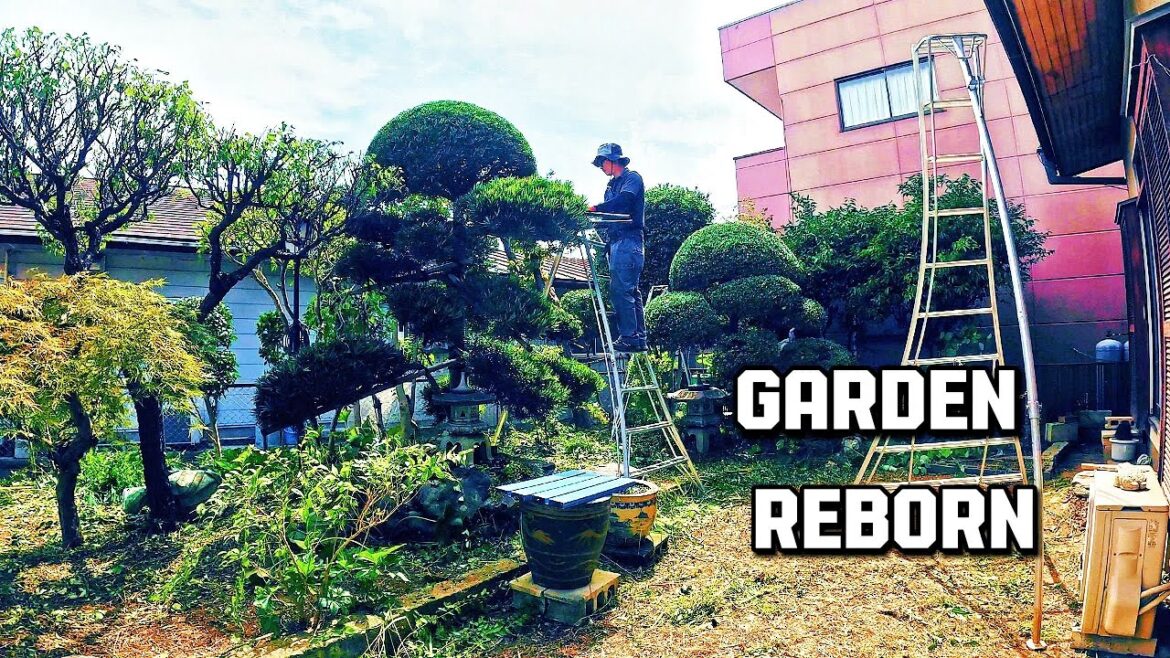 Restoring a Japanese Garden After 2 Years of Neglect