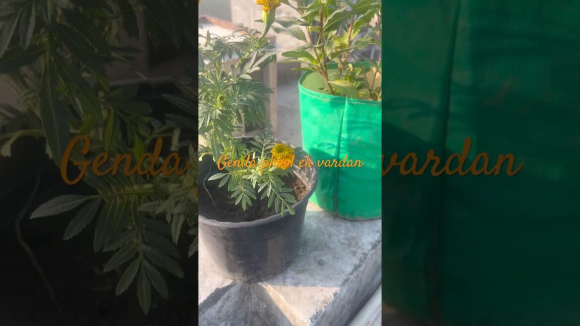 Best Vegetable Gardening Tips & Tricks