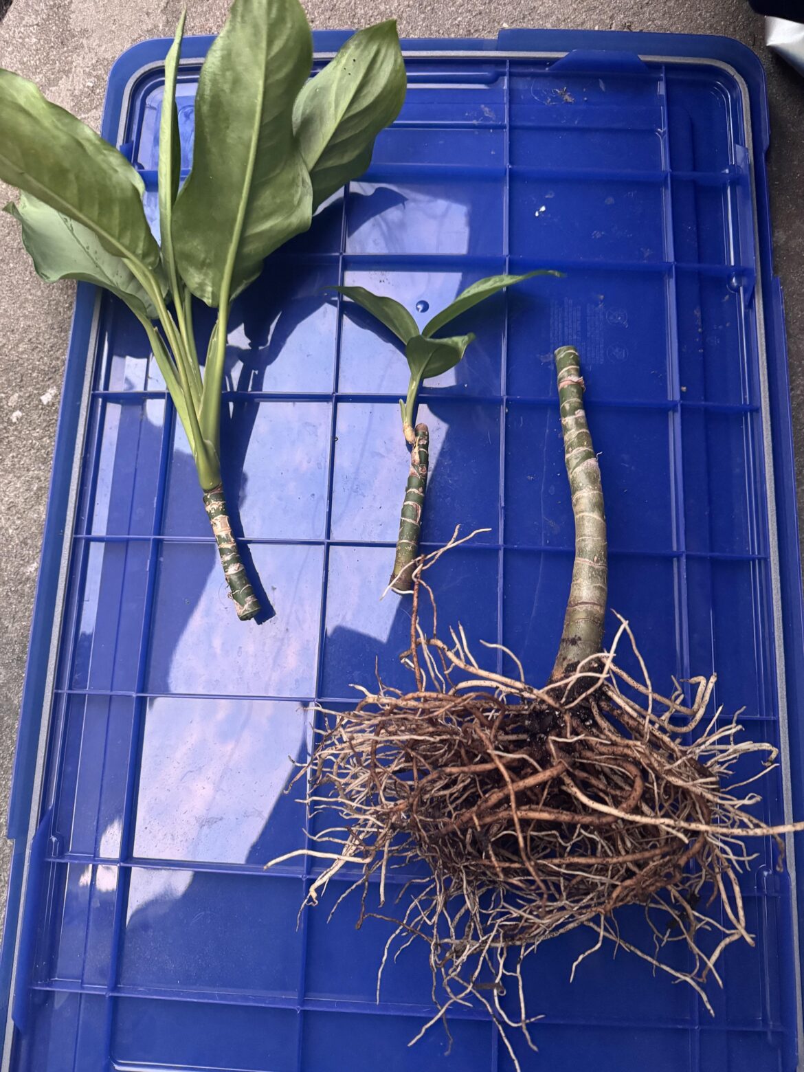 Would you do water or soil? And if soil, upright or chop even more and plant on its side? TIA!