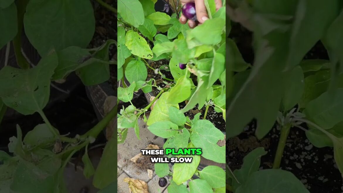 Eggplant Harvest Surprise (Fall Patio Garden!) #shorts