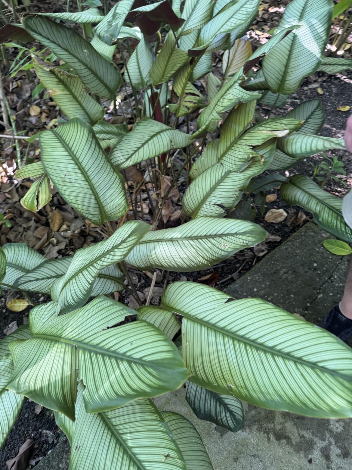 Calathea spotted in Dominican Republic