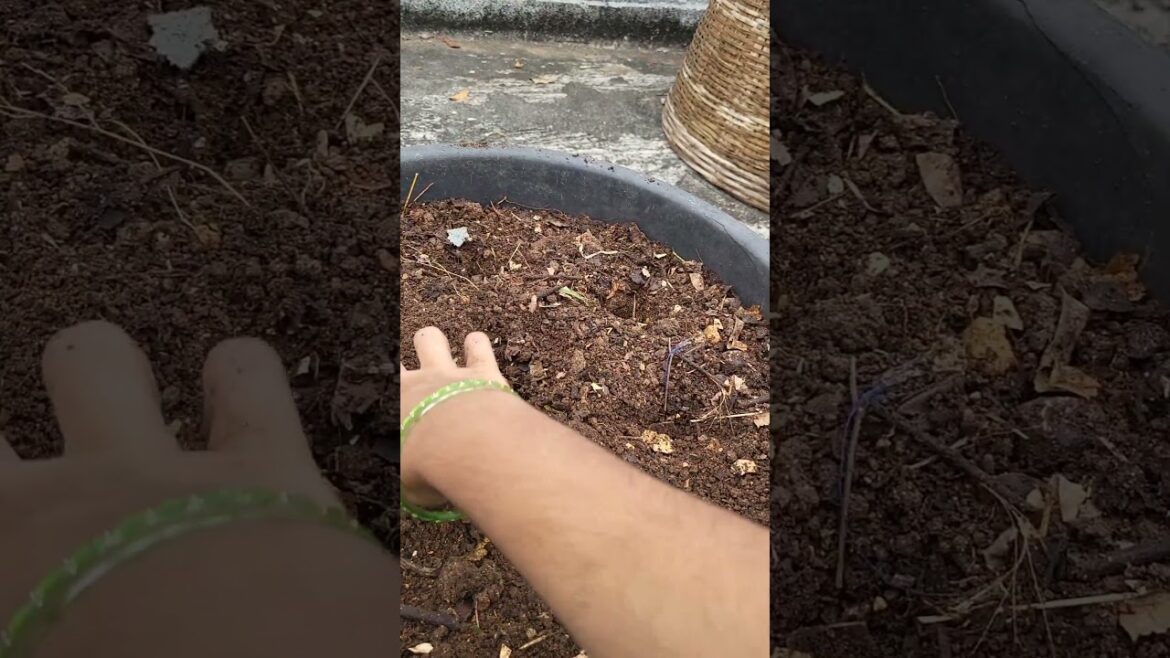 Grow pudina at Home easily #gardening#vegetable gardening #gardening for beginners #terrace garden