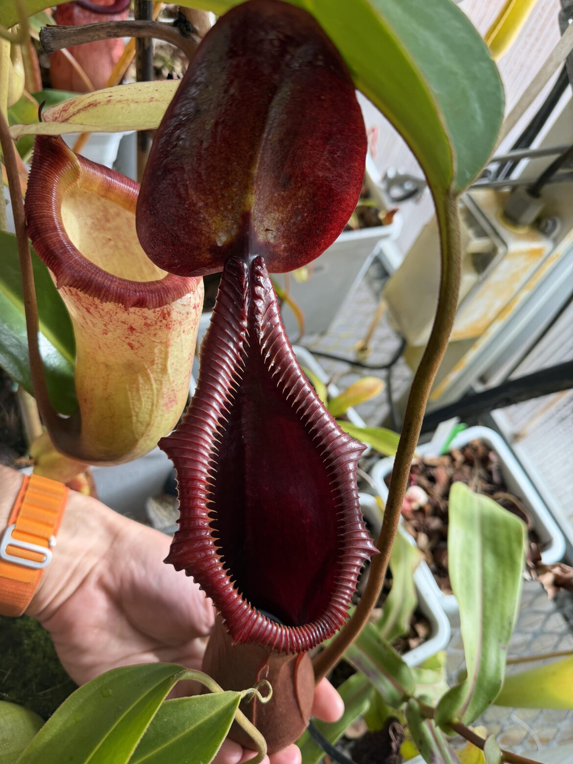 Nepenthes trusmadiensis BE clone #1