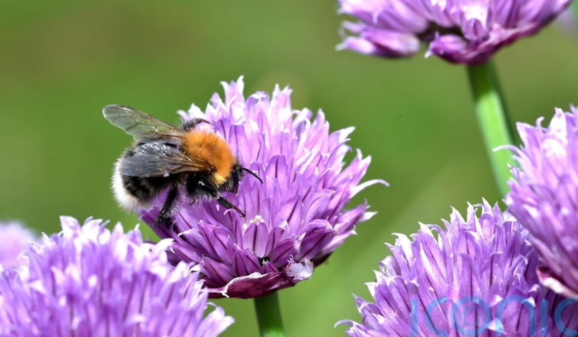 Make your gardening New Year’s resolution a sustainable one