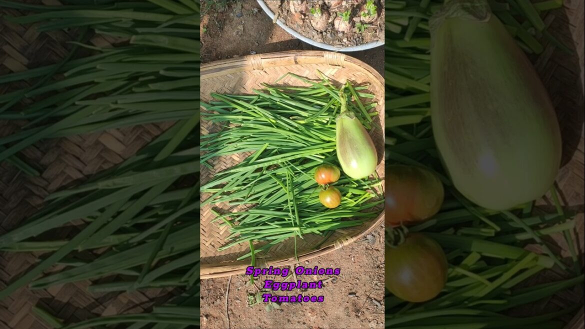 Backyard garden harvest #garden #harvest #backyardgarden  #homegardening