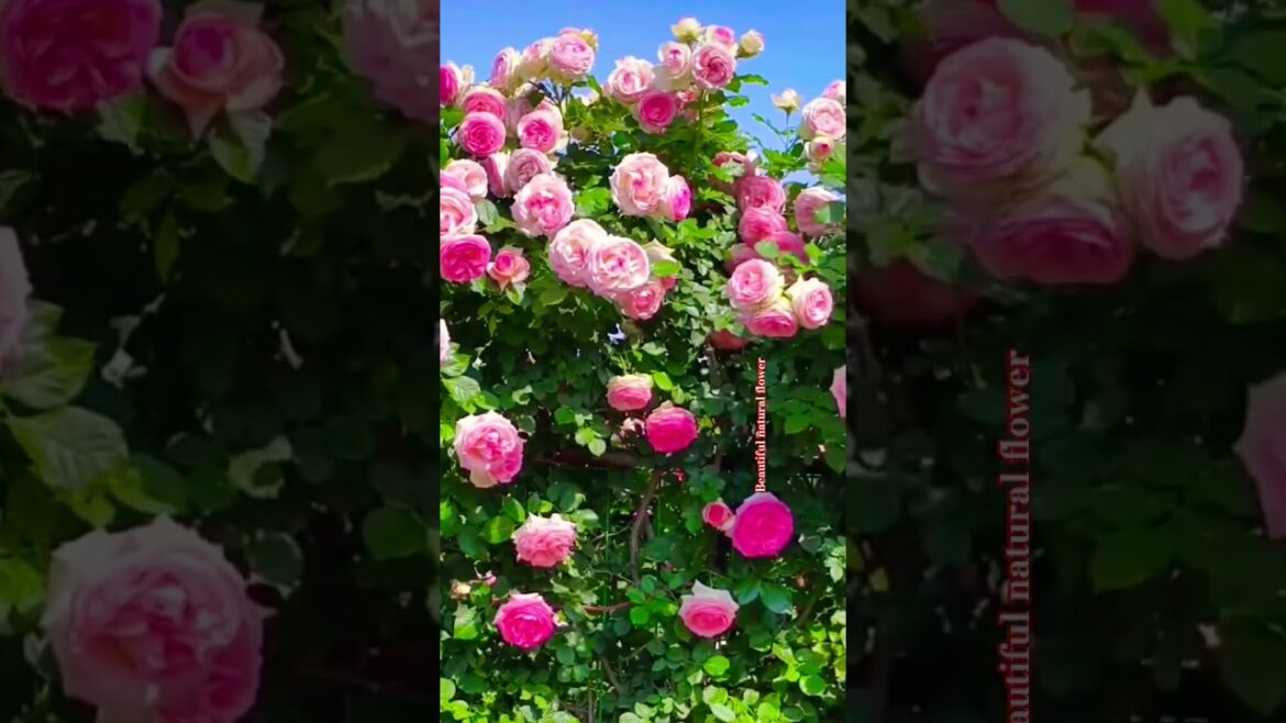Roses flowers#flowers #gardendesign #nature #amazing #shortsvideo