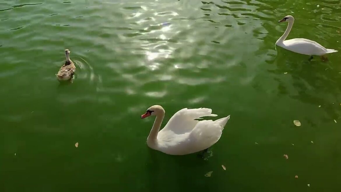 My Tashkent Japanese Garden Autumn