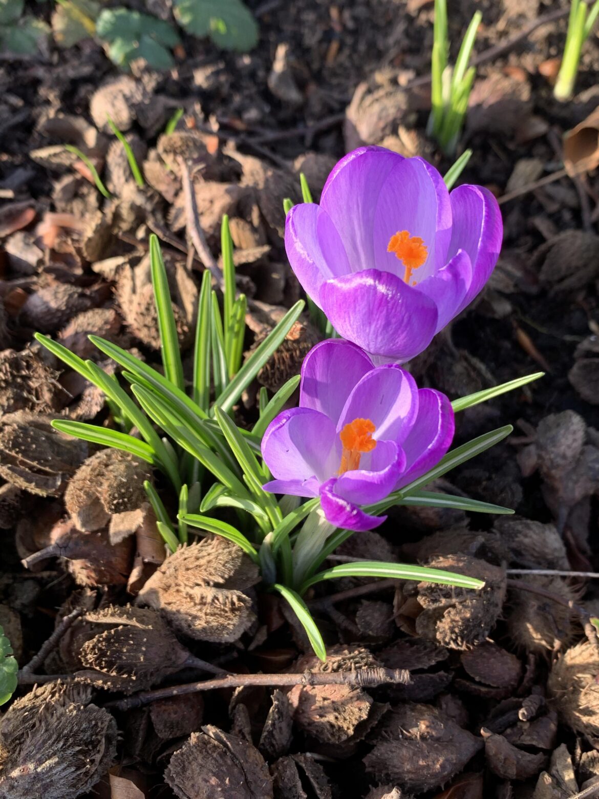 Crocus