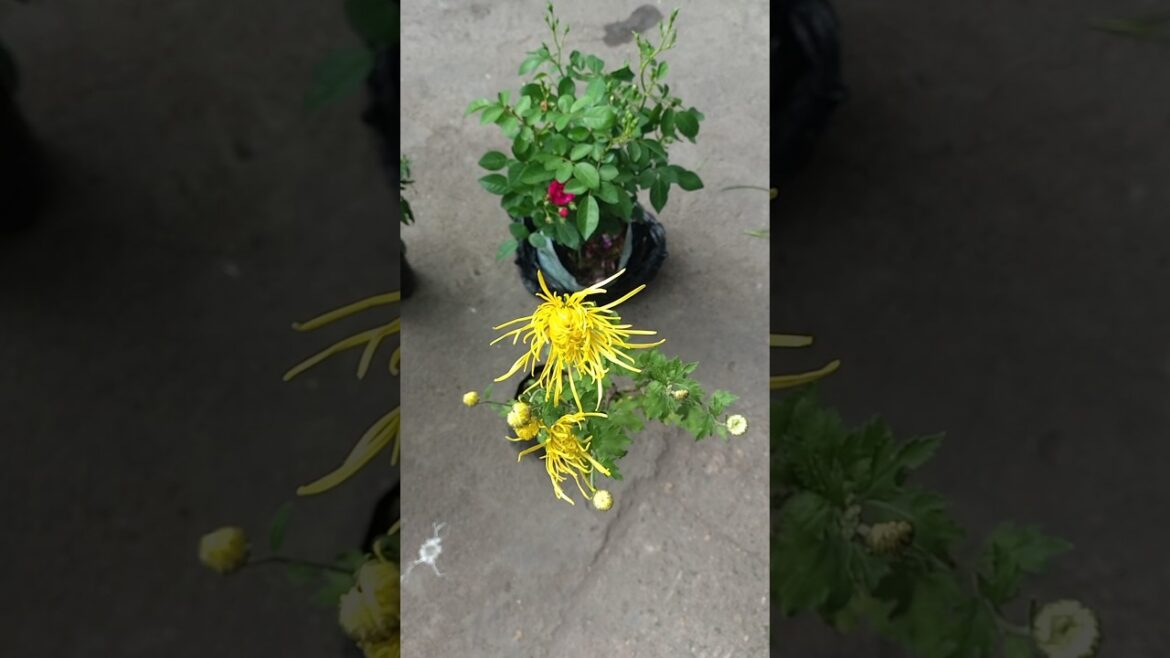 Nature Time 🌿🌞 | Aj plant lagaye #minivlog #vlog #lifestyle #gardening #garden