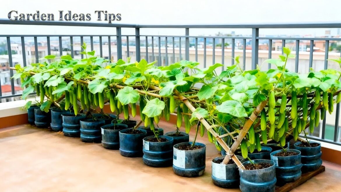 Stop Throwing Away Plastic Cans — Turn Them Into a Productive Balcony Vegetable Garden Stop Throwing Away Plastic Cans — Turn Them Into a Productive Balcony Vegetable Garden