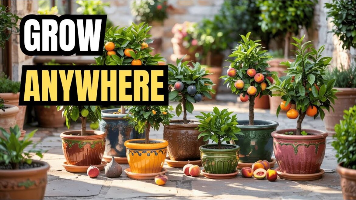 The Pot-Grown Fruit Playbook (10 Tips + Root Pruning!)