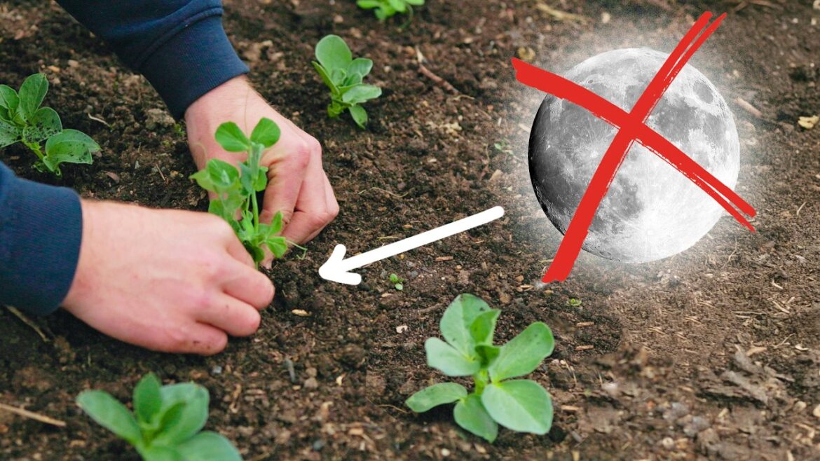 Why I Don't Follow Moon Planting (But You Still Can)