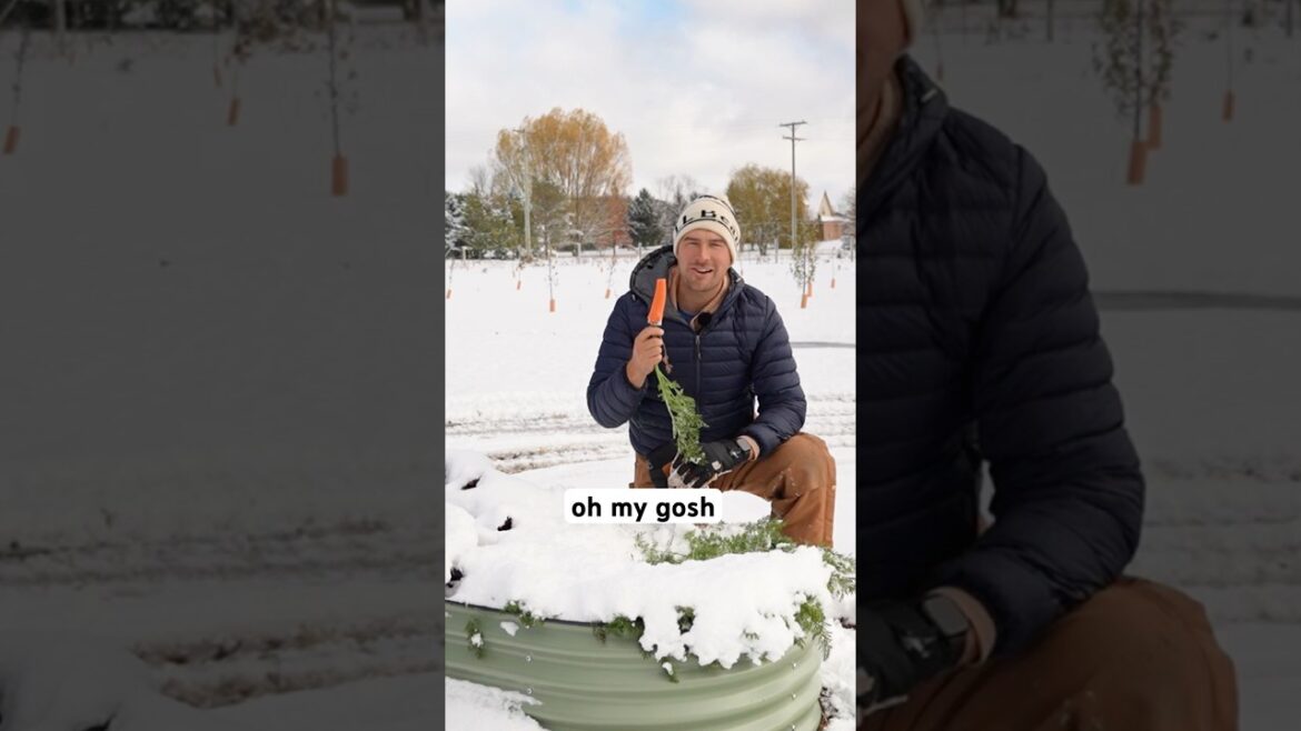 This is The EASIEST Way to Store Your Root Crops! #gardening #garden #shorts