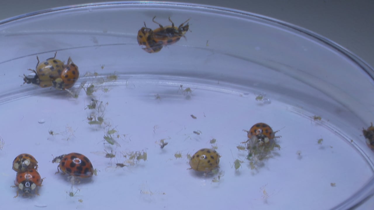 Several red and orange ladybugs crawl around inside a closed petri dish with green aphids.