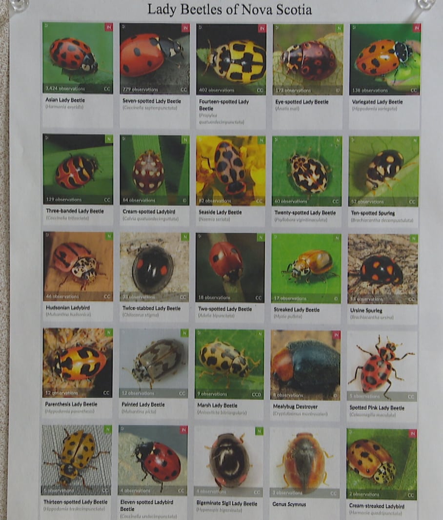 A poster containing photos of 20 different lady beetles that live in Nova Scotia is pinned to a cork board.