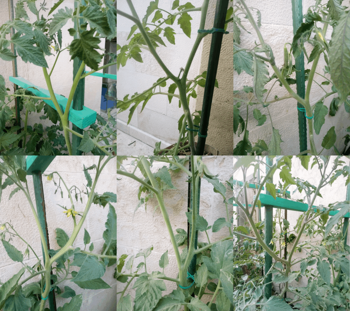 I try to remove all suckers early but some elude me. Typically suckers are straight forward to identify. They grow from the axil, the point where a branch emerges from the stem. However, some just don't follow that pattern. How to identify those less obvious suckers?