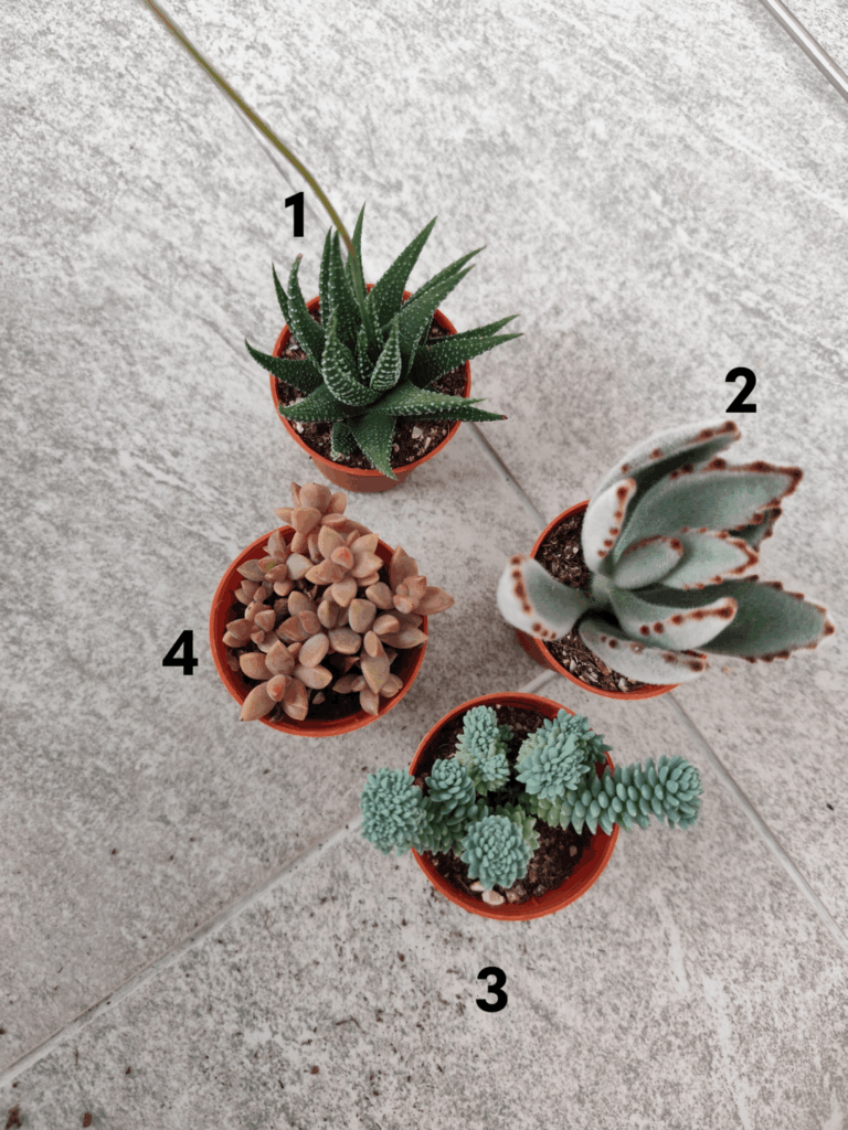 Identification Help Appreciated