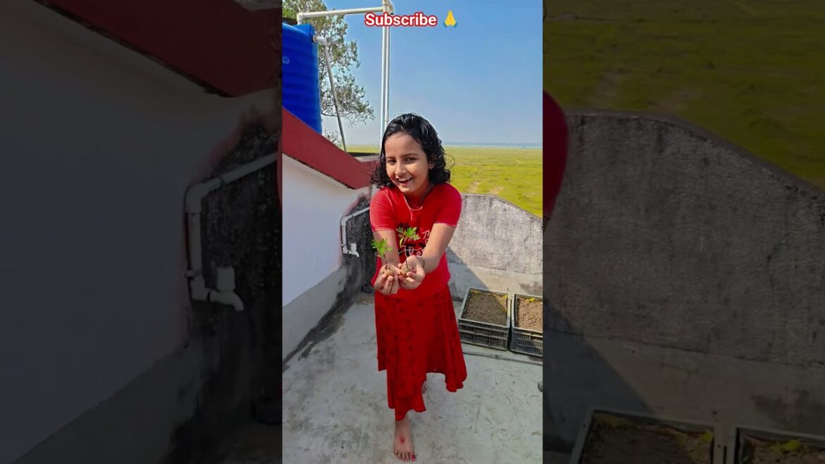 রক্ত গাঁদা গাছ প্রতিস্থাপন #garden #gardening #flowers #nursery #UpdateGardening রক্ত গাঁদা গাছ প্রতিস্থাপন #garden #gardening #flowers #nursery #UpdateGardening