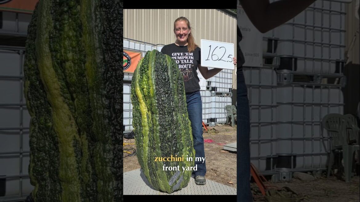 How I grew a record-sized marrow #plants #garden #zucchini #giantpumpkin