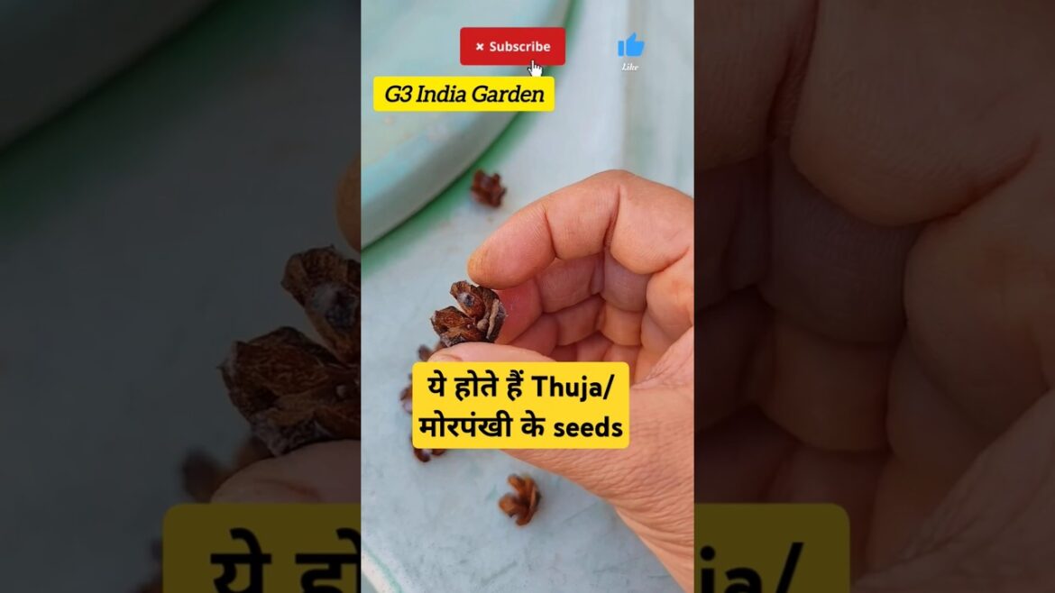 मोरपंखी ( Thuja) ko बीज से कैसे उगाएं/ Grow Thuja from seeds #containergardening #ytshorts #thuja