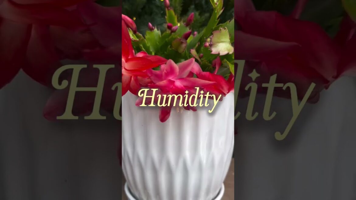 Your Christmas Cactus Isn't What You Think It Is