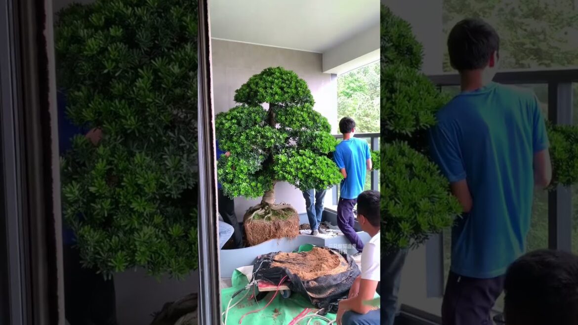 Build Epipremnum aureum garden on balcony! #PlantLandscaping #Garden #BalconyRenovation #