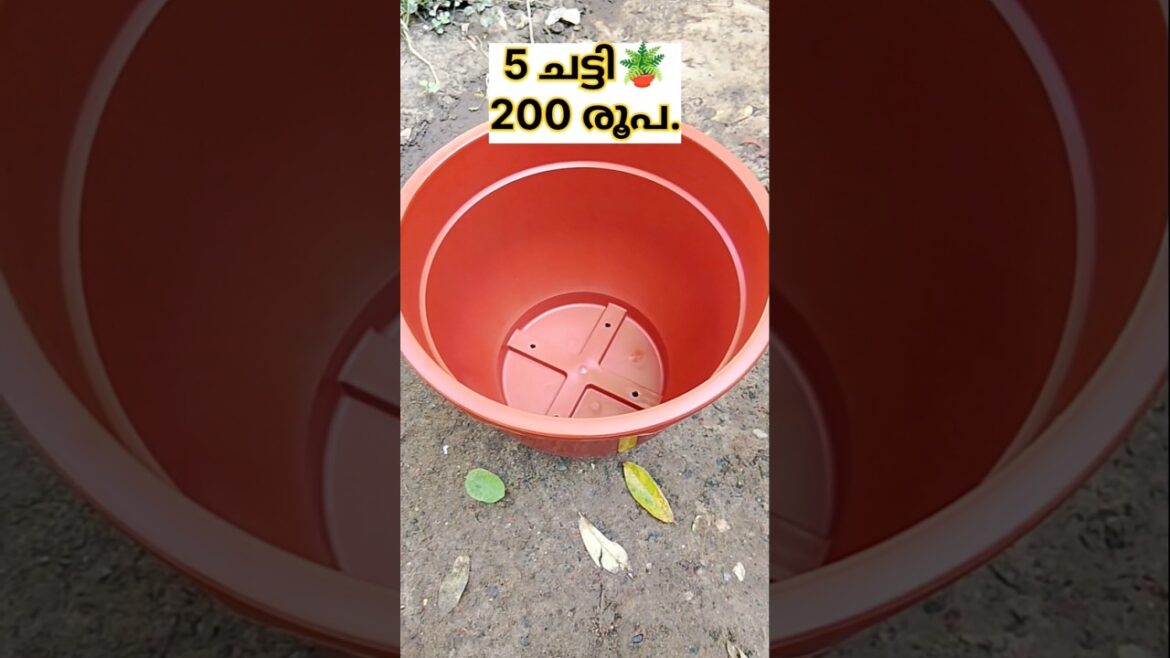 🌱വീണ്ടും Free ആയിട്ട് തൈ കിട്ടി! #vegetables #plants #krishi #malayalam #shortsfeed