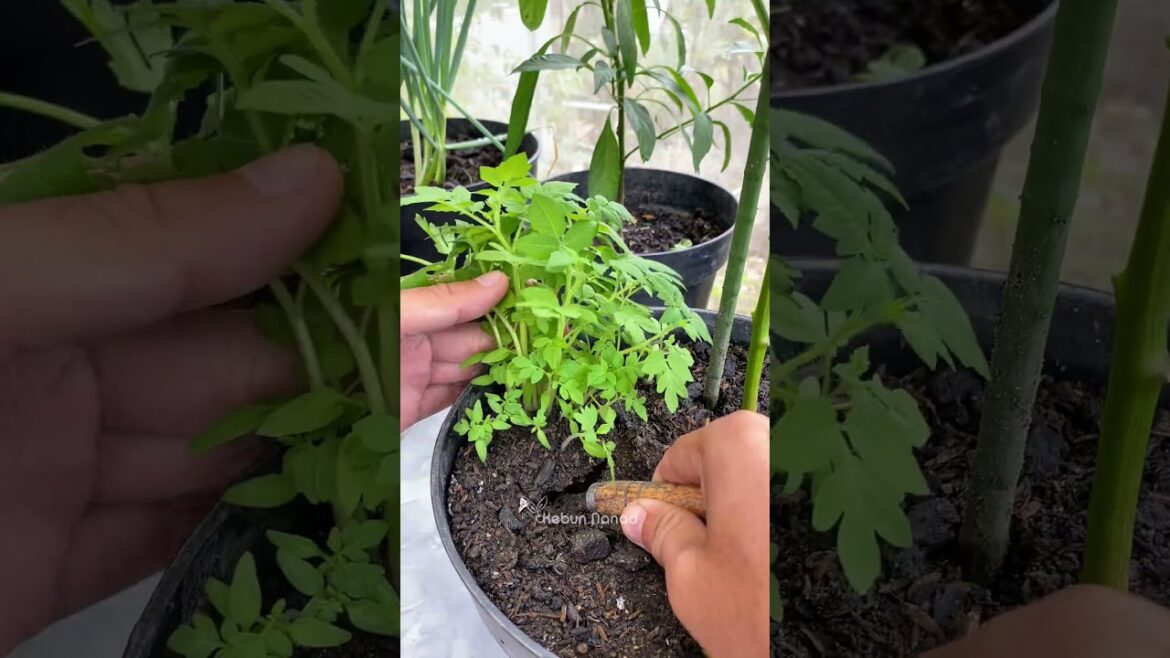 Easy tips for sowing tomatoes #fypreels #gardeningtips #gardening #gardeninspiration #tomato