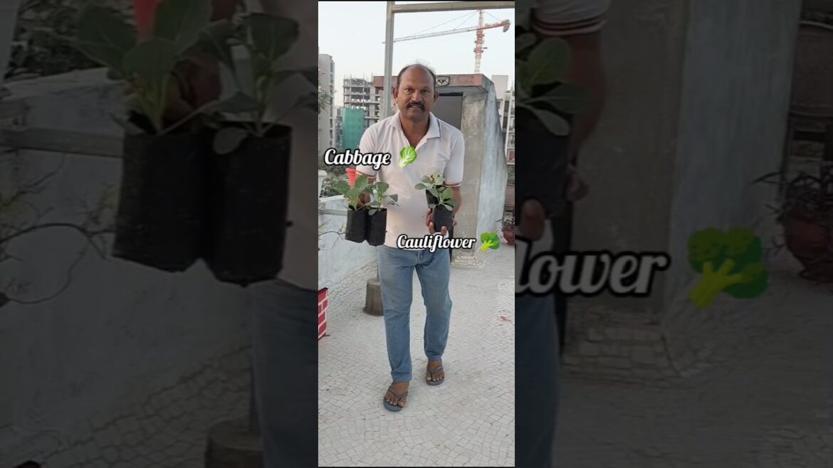 how to plant cabbage and cauliflower|vegetable Garden|terrace garden| how to plant cabbage and cauliflower|vegetable Garden|terrace garden|