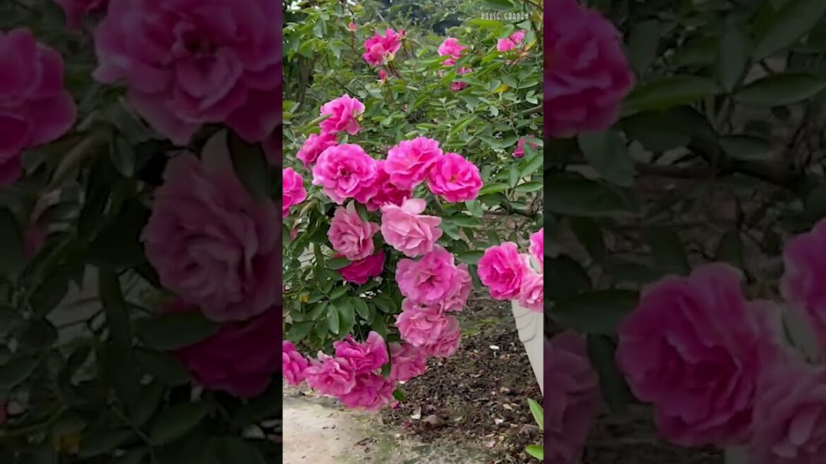 Timeless Beauty of a Classic Rose Garden